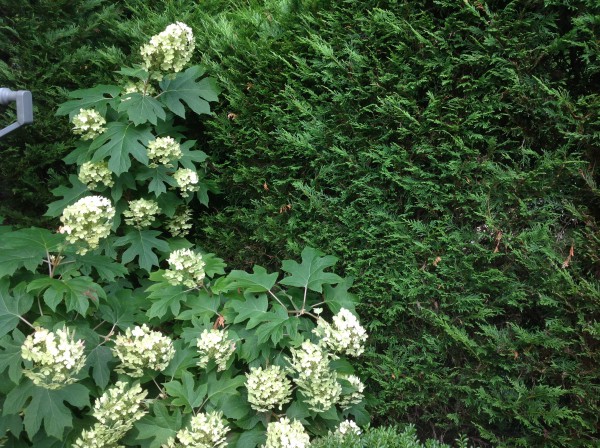 Hydrangea quercifolia 'Pee Wee'