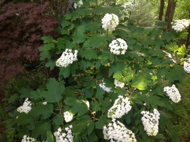 Hydrangea quercifolia 'Snowflake'