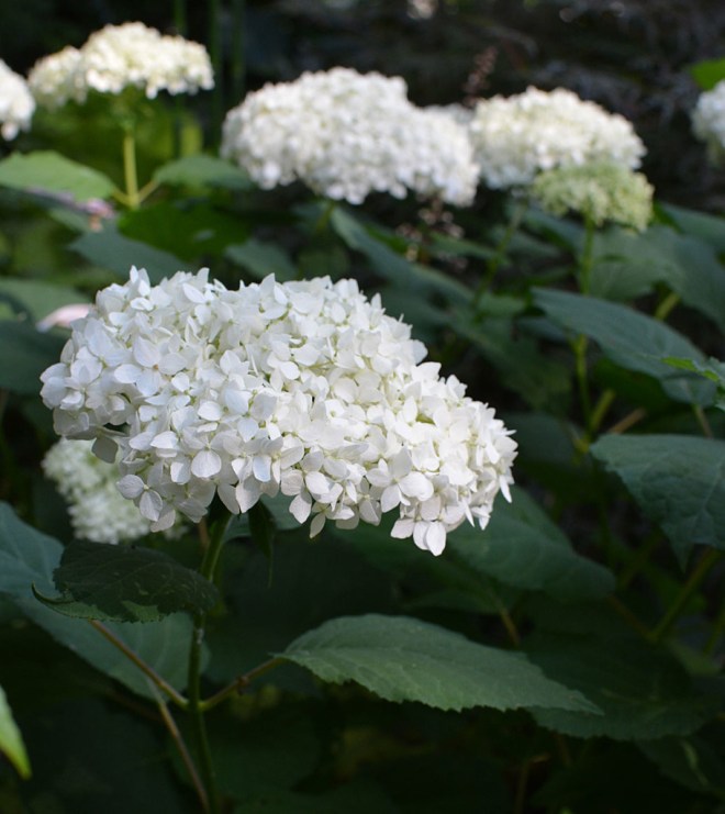 H. arborescens 'Ryan Gainey'
