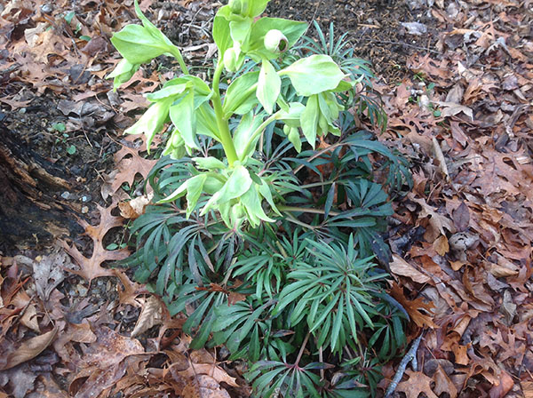 Stinking Hellebore