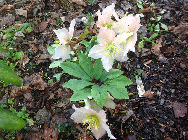white species Christmas rose
