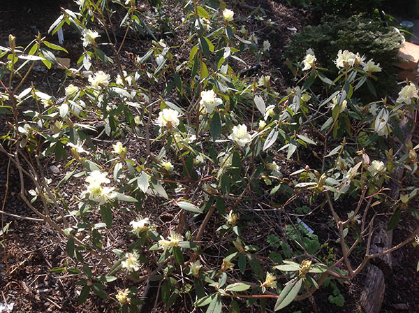 very pale yellow rhododendron