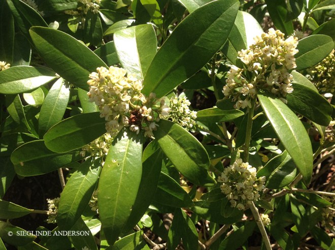 fragrant winter flowering skimmia